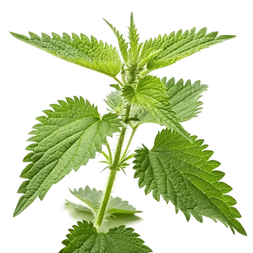 一支荨麻叶