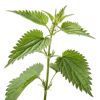 一支荨麻叶