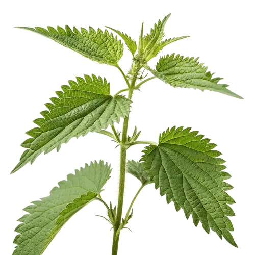 一支荨麻叶