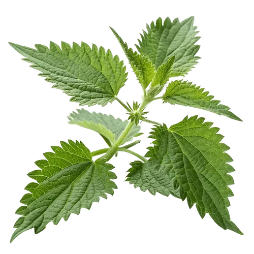 一支荨麻叶