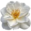 白色花瓣和黄色花蕾