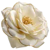 白色花瓣和黄色花蕾
