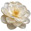 白色花瓣和黄色花蕾