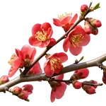 树枝上的花朵