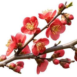树枝上的花朵