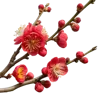 带花苞和绽放红花的海棠花枝
