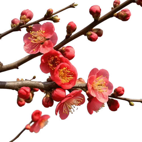 带花苞和绽放红花的海棠花枝