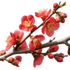带花苞和绽放红花的海棠花枝
