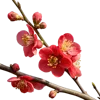 带花苞和绽放红花的海棠花枝