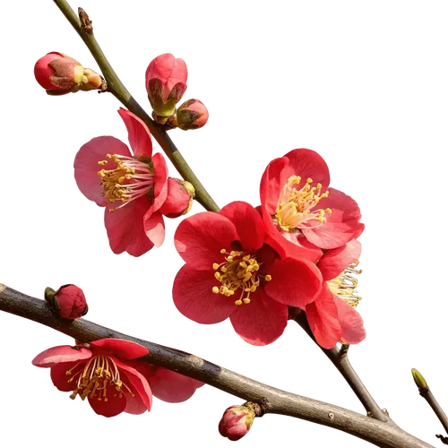 带花苞和绽放红花的海棠花枝