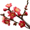 带花苞和绽放红花的海棠花枝