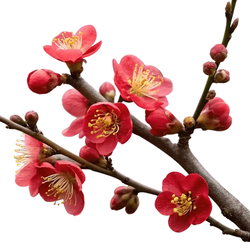 带花苞和绽放红花的海棠花枝