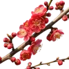 带花苞和绽放红花的海棠花枝