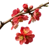 带花苞和绽放红花的海棠花枝