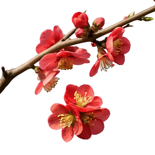 带花苞和绽放红花的海棠花枝