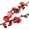 带花苞和绽放红花的海棠花枝