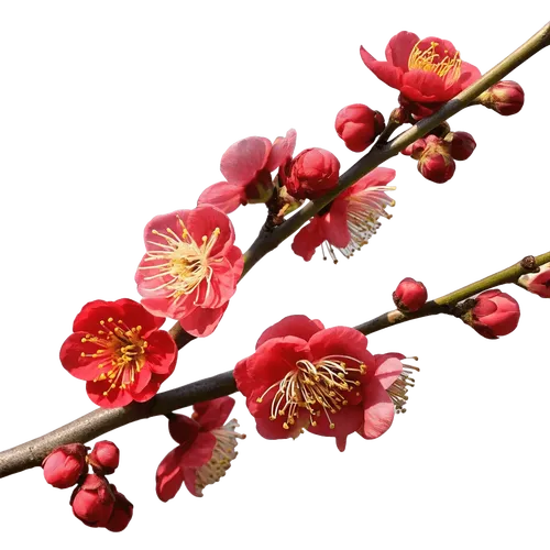带花苞和绽放红花的海棠花枝