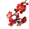 带花苞和绽放红花的海棠花枝