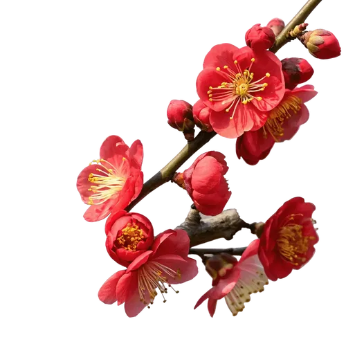带花苞和绽放红花的海棠花枝