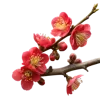 带花苞和绽放红花的海棠花枝