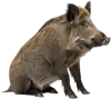 坐在地上的野猪