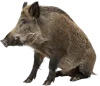 坐在地上的野猪
