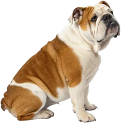 斗牛犬