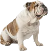 坐在地上的斗牛犬