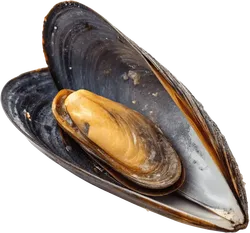 蚌